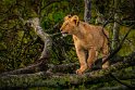 030 Masai Mara, leeuw